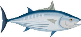 тунец, клипарт
