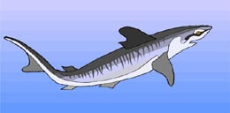 акула, клипарт