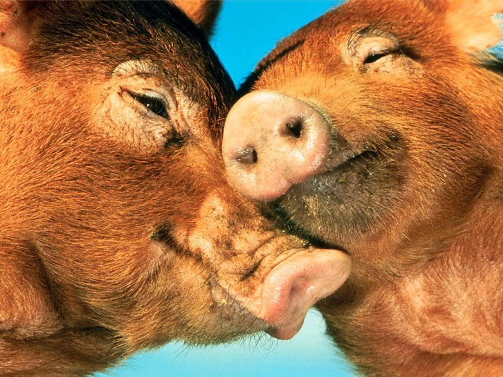 Целующиеся свиньи, фото фотография картинка обои 