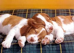 спящие щенки, обои для рабочего стола, рабочий стол