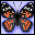 бабочка иконка, icon