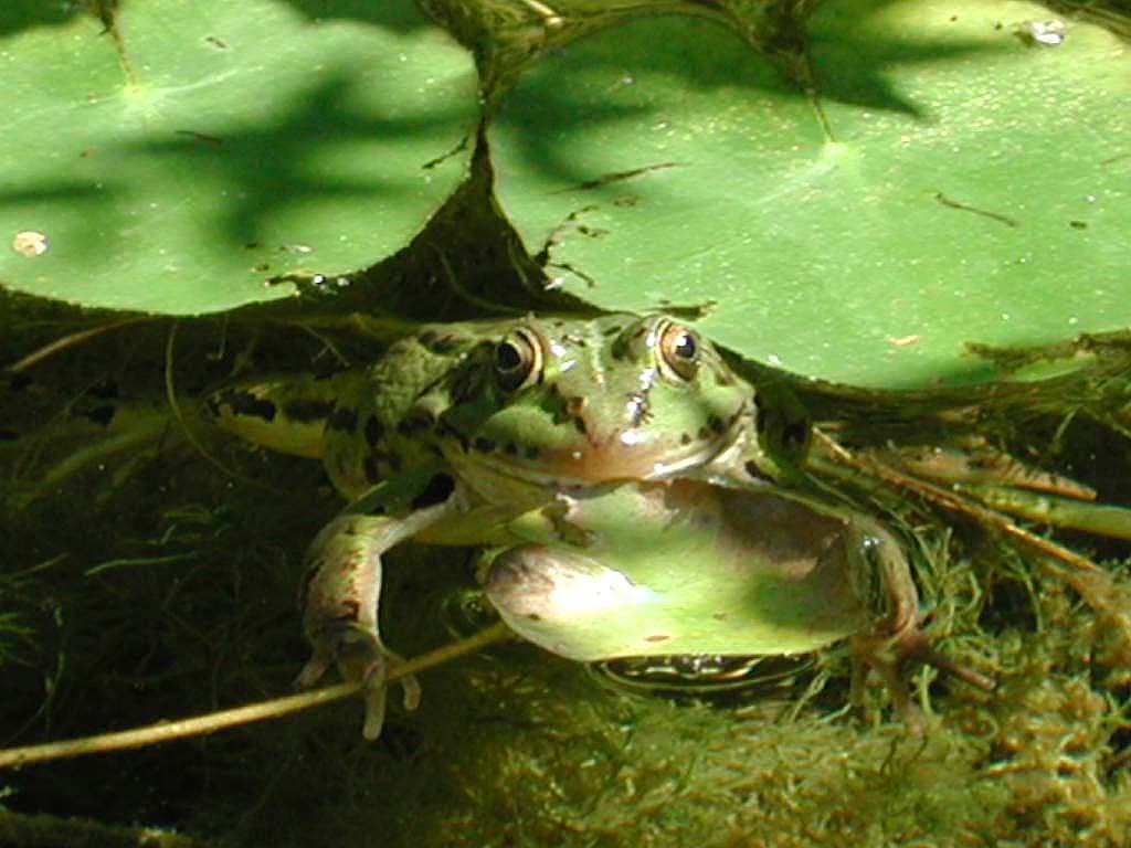 Прудовая или озерная лягушка, фотообои, фото обои, фотография картинка