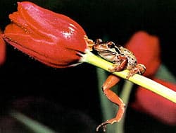 красная лягушка на цветке