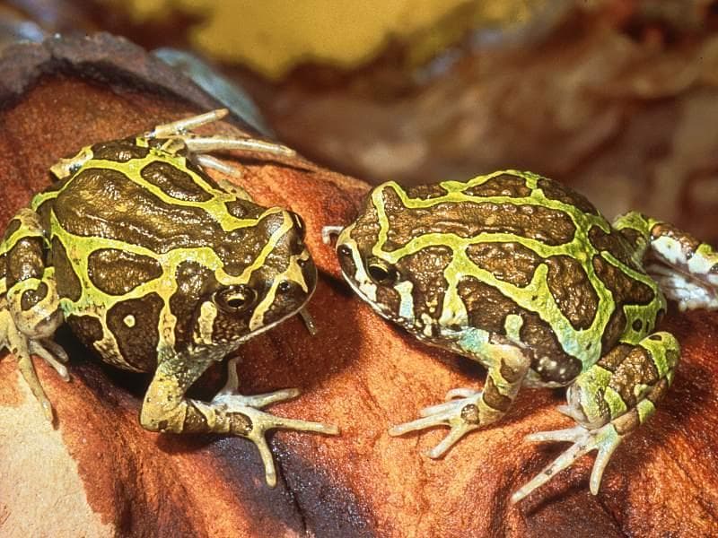 Рогатые жабы, или лягушки, фотообои, фото обои, фотография картинка