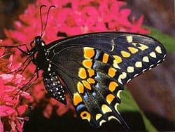 бабочка махаон, фото