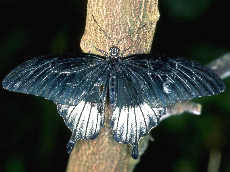 Парусник мемнон (Papilio memnon), фото фотография картинка обои 