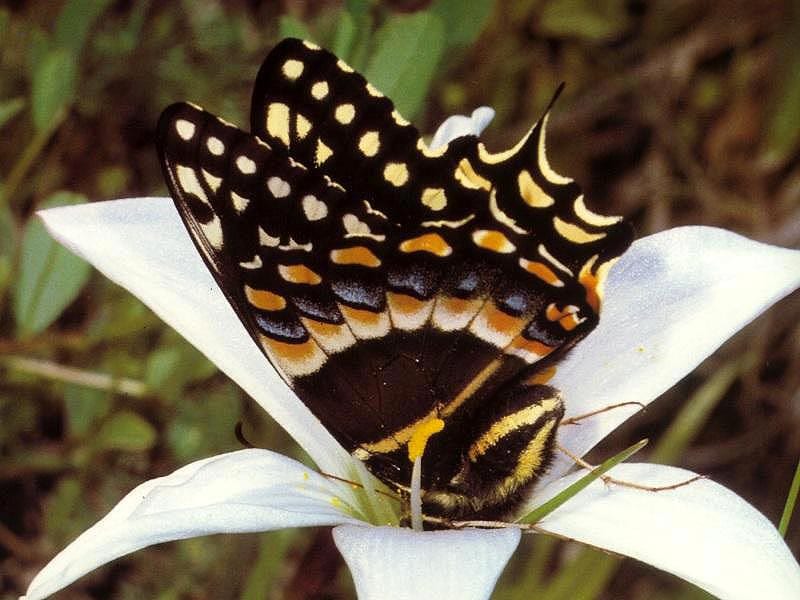   (Papilio polyxenes),     