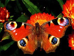 павлиноглазка бабочка, фото