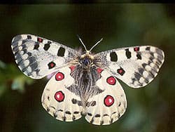 бабочка аполлон, фото