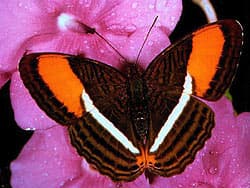 бабочка, фото