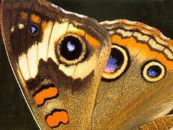 крыло бабочки, фото