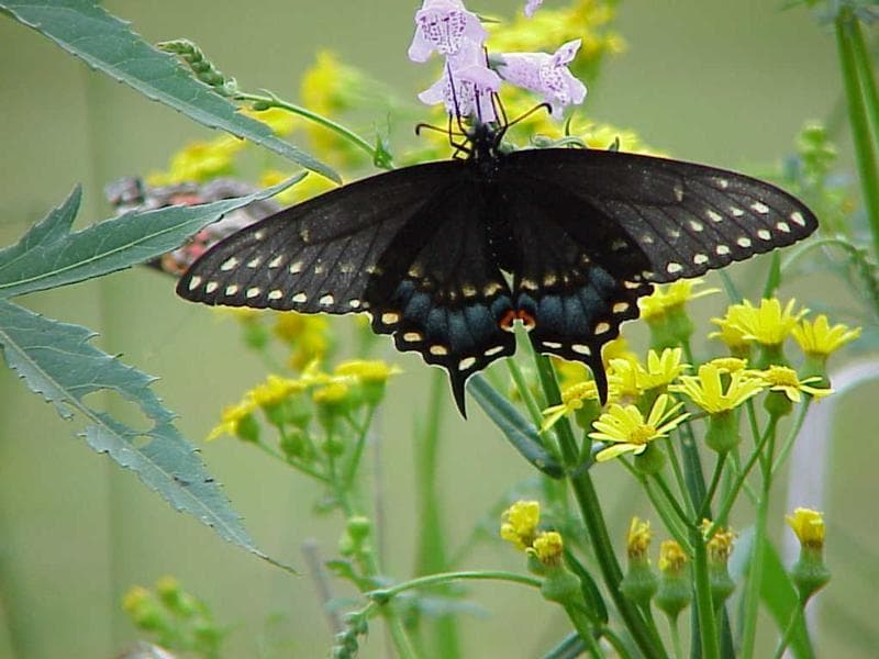   (Papilio troilus),     