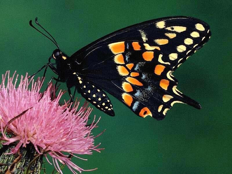    (Papilio polyxenes),     
