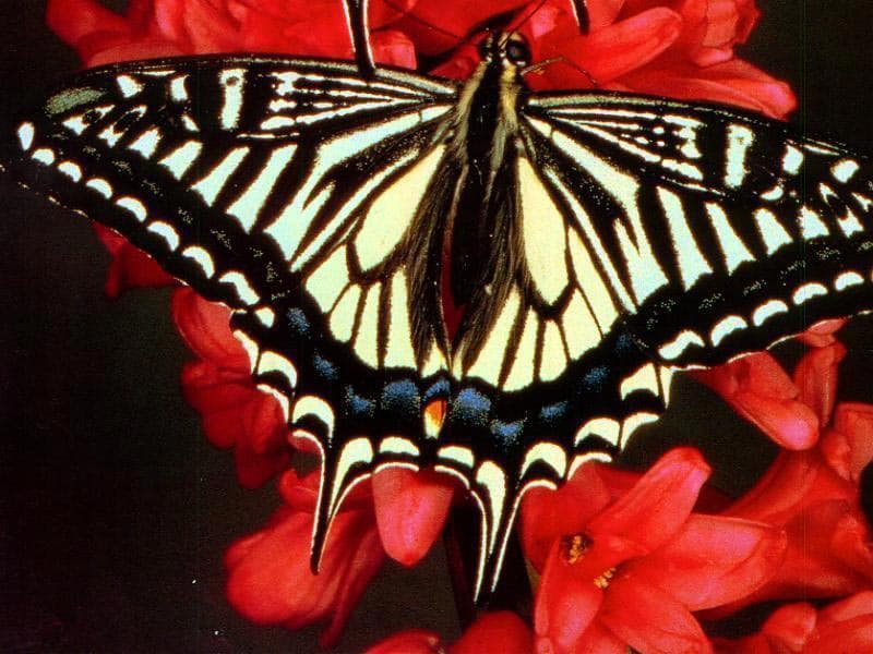   (Papilio xuthus), ,  , 