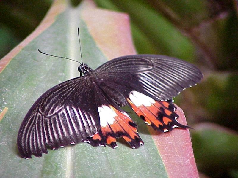   (Papilio polytes f. stichius),     