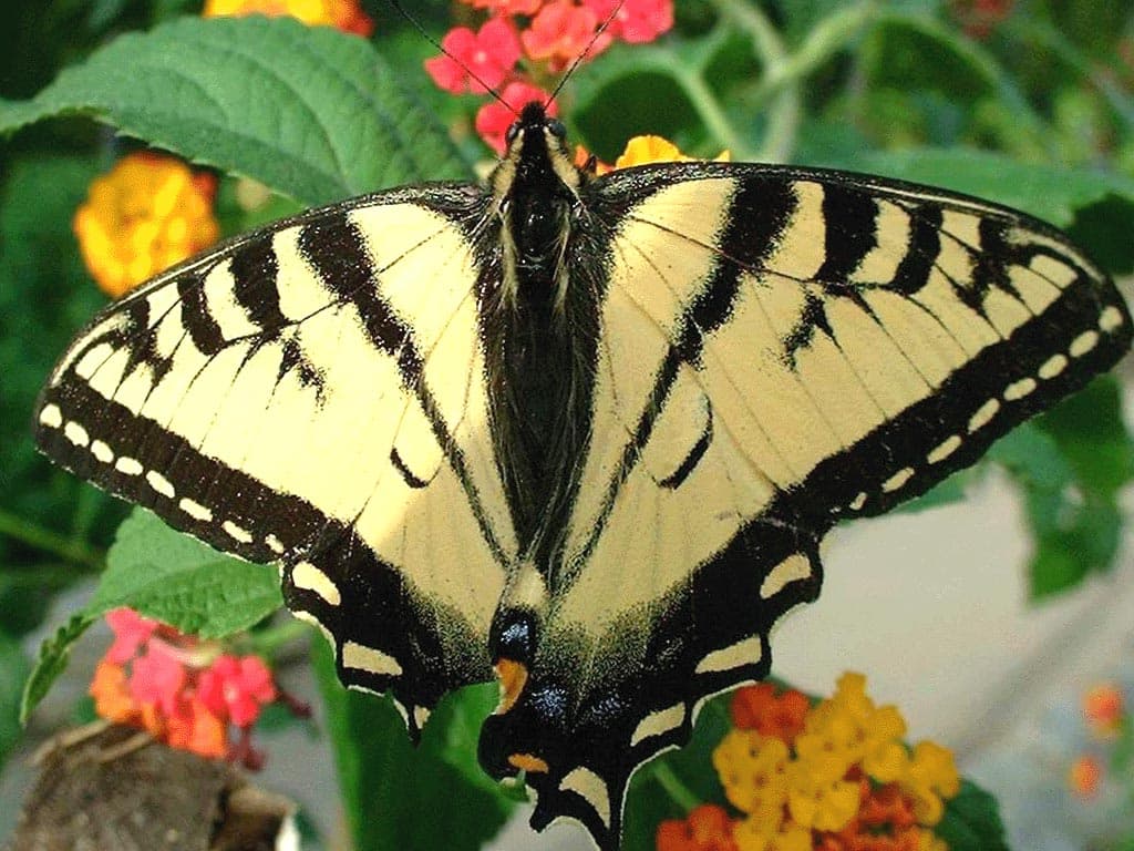   (Papilio rutulus),     