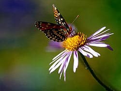 бабочка на цветке, фотообои