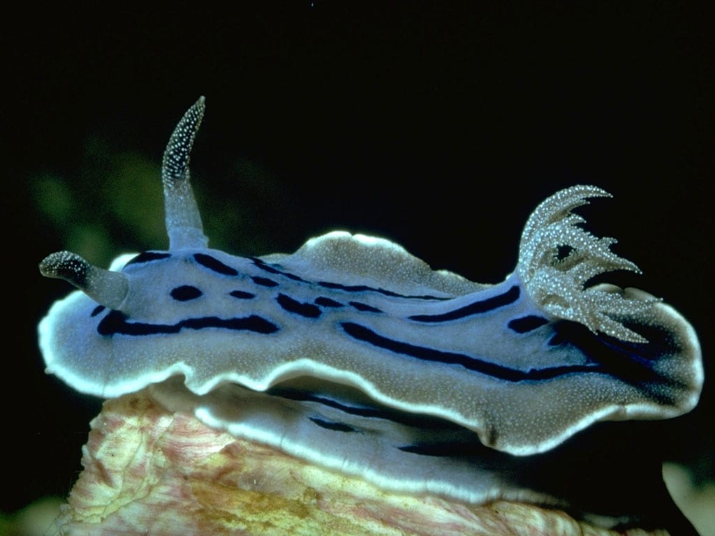 Синий морской червяк, фото обои, фотография