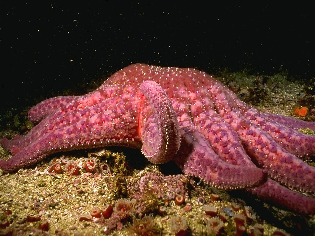 Розовая морская звезда фотообои, фото обои, фотография