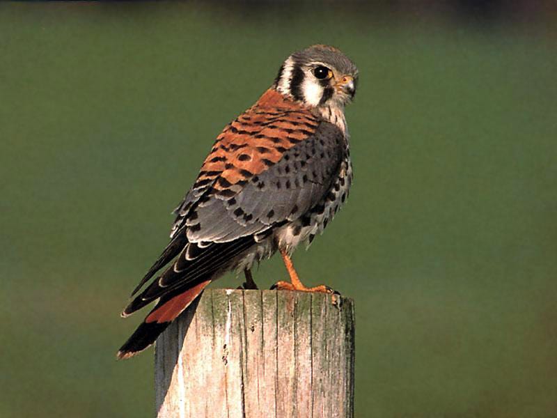   (Falco sparverius),     