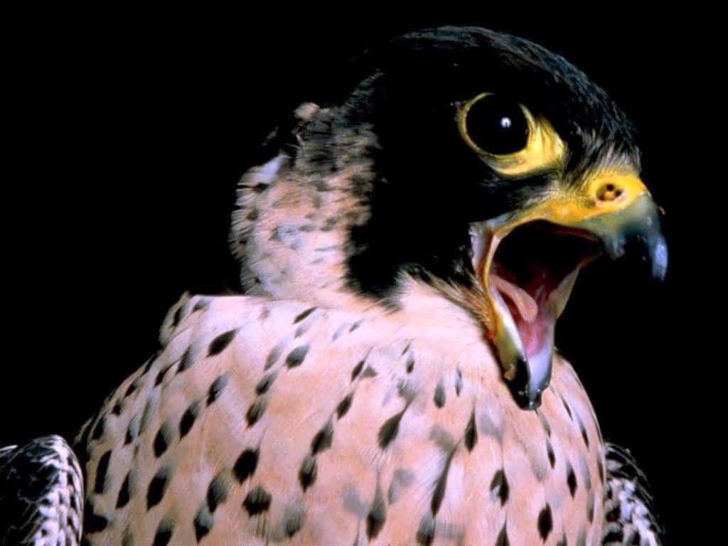  (Falco peregrinus),     