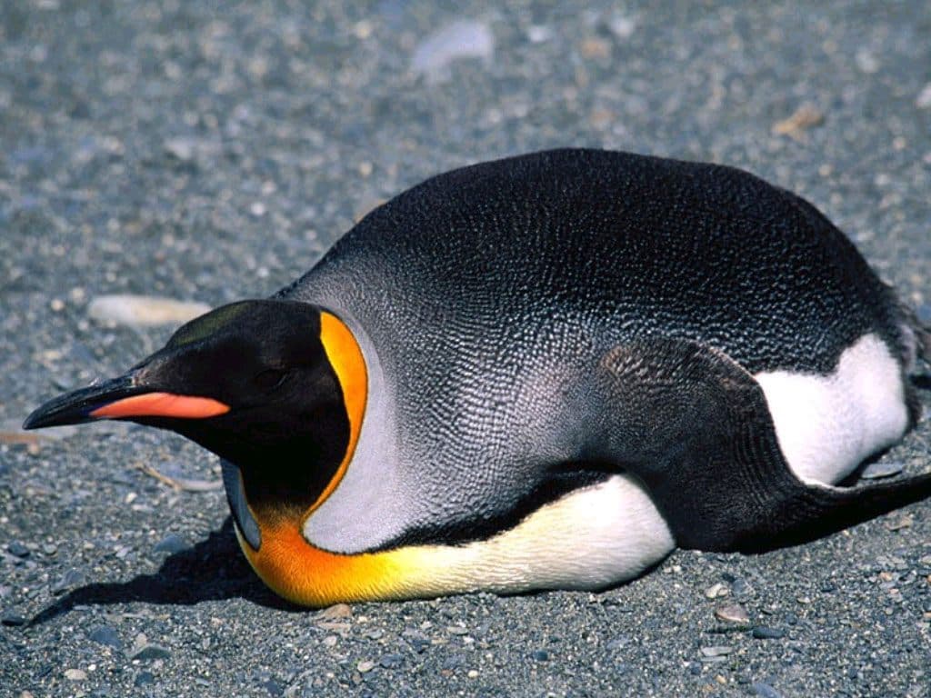 Королевский пингвин лежит на брюхе (Aptenodytes patagonicus), фотография фотообои, фото обои
