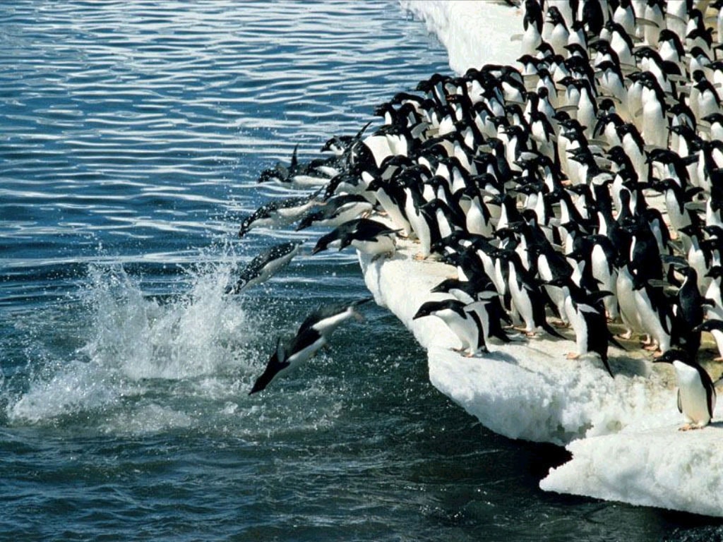 Пингвины Адели (Pygoscelis adeliae) ныряющие в воду, фото обои фотография картинка 