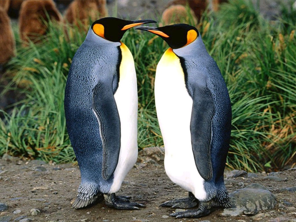 Два королевских пингвина (Aptenodytes patagonicus), фото фотография картинка обои