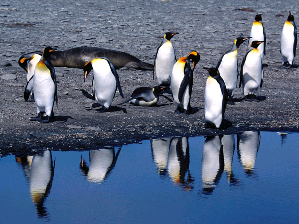 Королевские пингвины около воды (Aptenodytes patagonicus), фото фотография картинка обои
