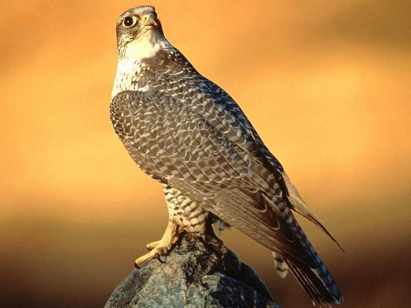 Сокол сапсан (Falco peregrinus), фото фотография картинка обои