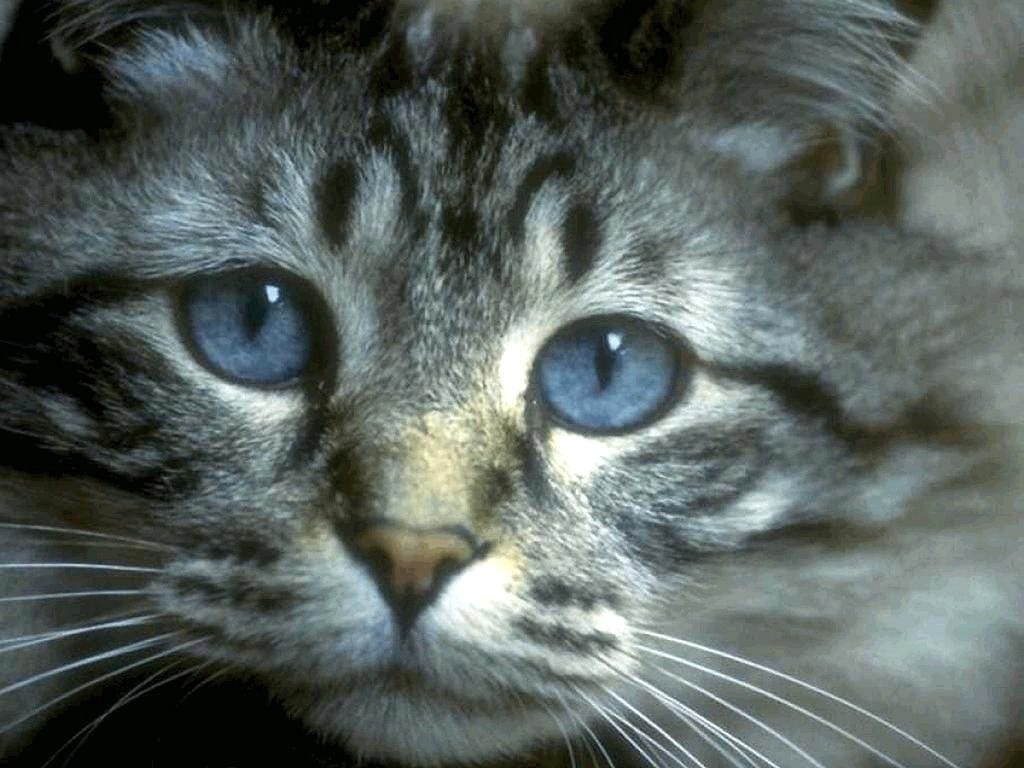 Котенок с голубыми глазами, фото фотография картинка обои 