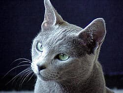 русская голубая кошка