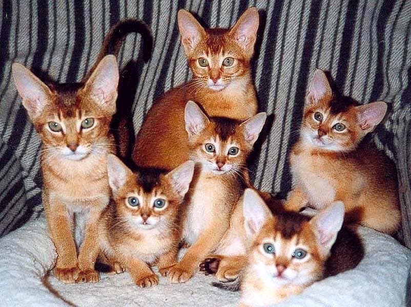Абиссинские котята, фото фотография картинка обои 