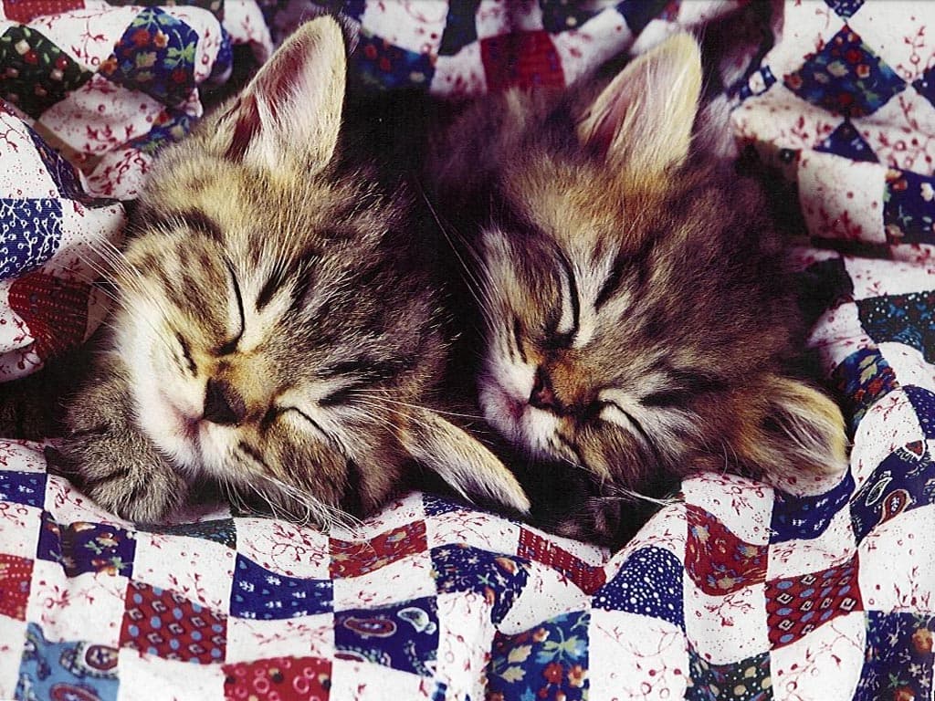 Спящие котята, фото фотография картинка обои 