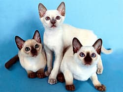 сиамские кошки