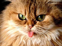 кошка показывает язык