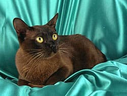 бирманская кошка, бирма