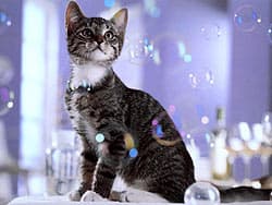 кошка и мыльные пузыри