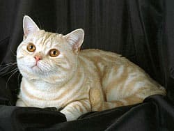 британская короткошерстная кошка