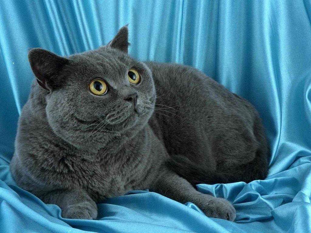 Британская короткошерстная кошка, фото фотография картинка обои 