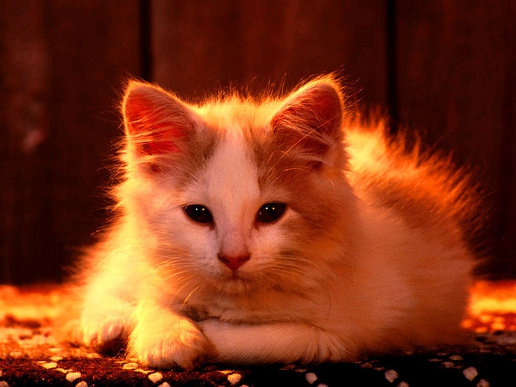 Пушистый котенок, фотография картинка обои фото