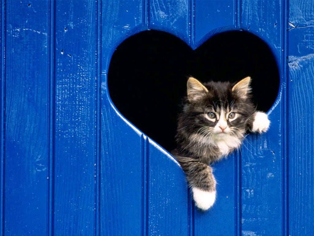 Котенок и сердечко, фото фотография картинка обои 