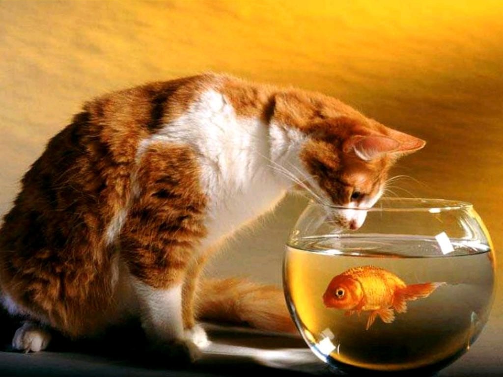 Кошка и золотая рыбка, фото фотография картинка обои 