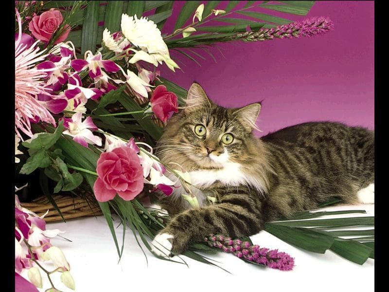 Сибирский кот, фото фотография обои картинка