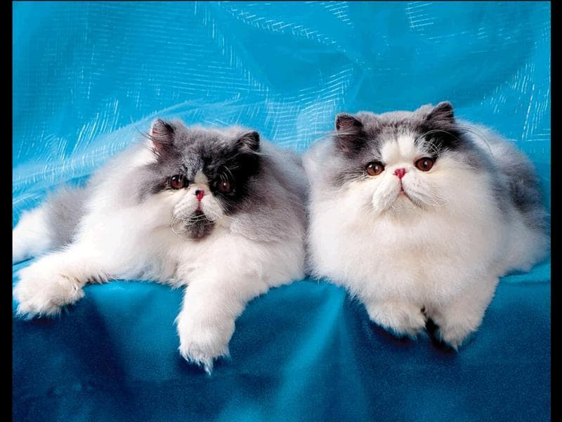 Персидские кошки экстремалы, фото фотография картинка обои 