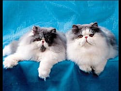 персидские кошки, персы