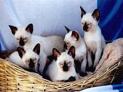 сиамские кошки