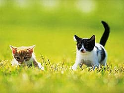 гуляющие котята