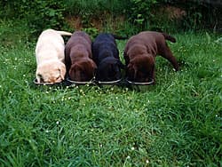 лабрадор, щенки черные, коричневые и золотые