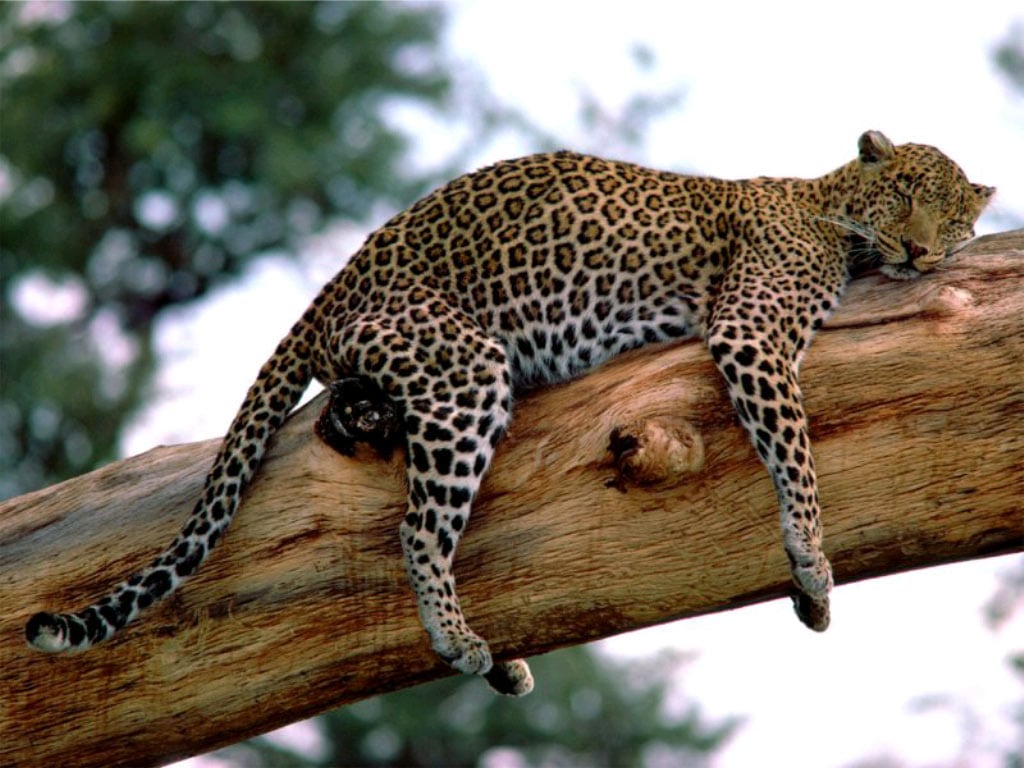 Леопард спящий на ветке дерева фото, фото фотография картинка обои 